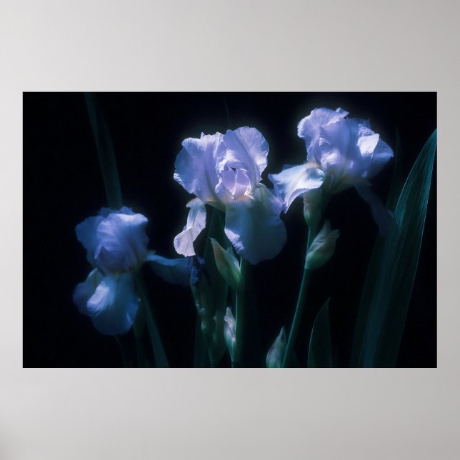 Affiche Fleurs d'Iris au Crépuscule (Devant)