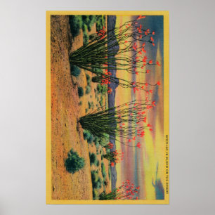 Affiche Fleurs d'Ocotillo en fleur, la Californie