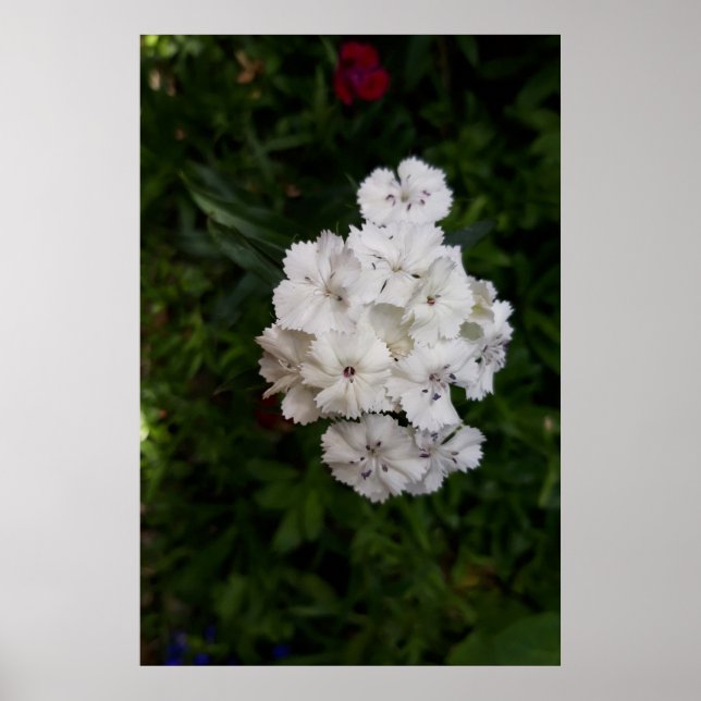 Affiche Fleurs d'Œillet Blanc (Devant)