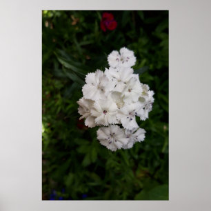 Affiche Fleurs d'oeillets blanches