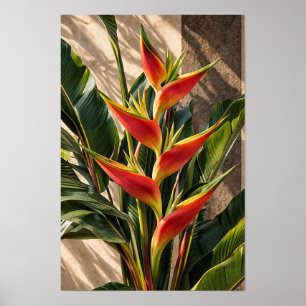 Affiche Fleurs d'oiseau de paradis dans la lumière dorée A
