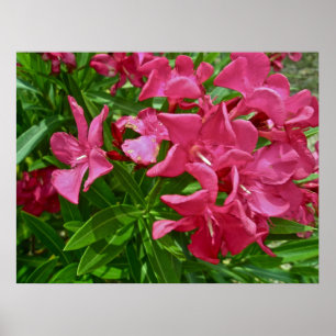 Affiche Fleurs d'oléandre d'affiche (oléandre de Nerium)