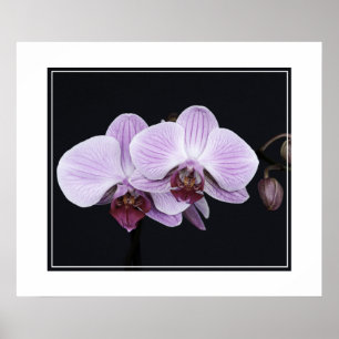 Affiche Fleurs d'orchidées