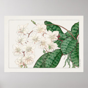 Affiche Fleurs d'orchidées de papillon, Phalaenopsis, Tani