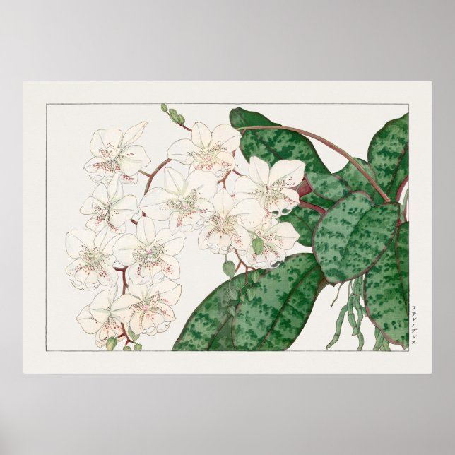 Affiche Fleurs d'orchidées de papillon, Phalaenopsis, Tani (Devant)