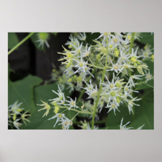Affiche Fleurs du Michigan occidental