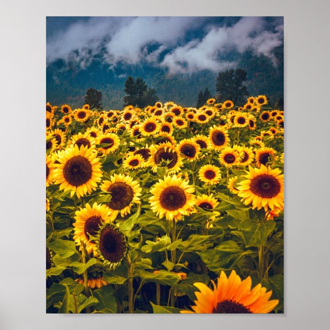 Affiche Fleurs du paysage du terrain de tournesol Jaune (Devant)