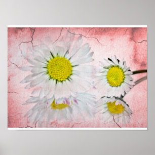 Affiche Fleurs élégantes chic daisy rose tendre