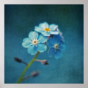 Affiche Fleurs élégantes de myosotis bleu en macro
