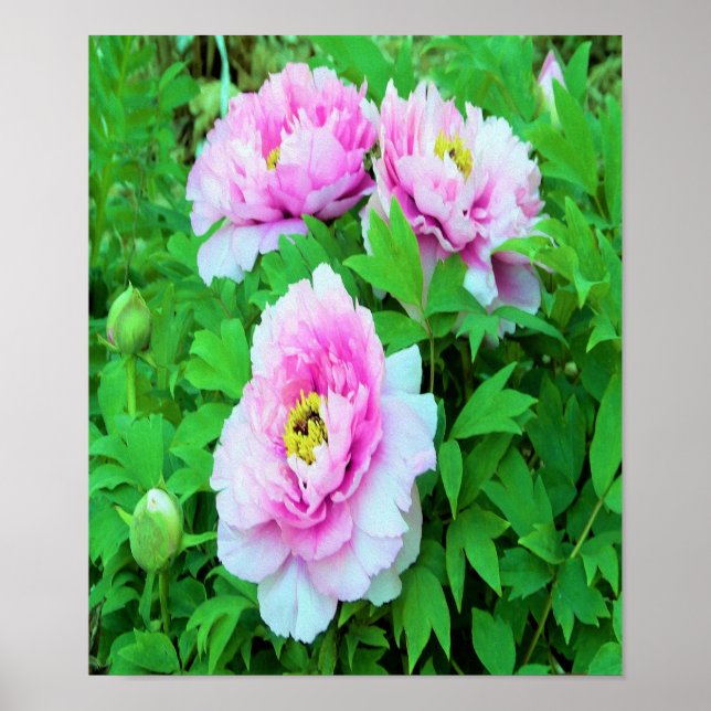 Affiche Fleurs élégantes de pivoine arbustive rose avec ce (Devant)
