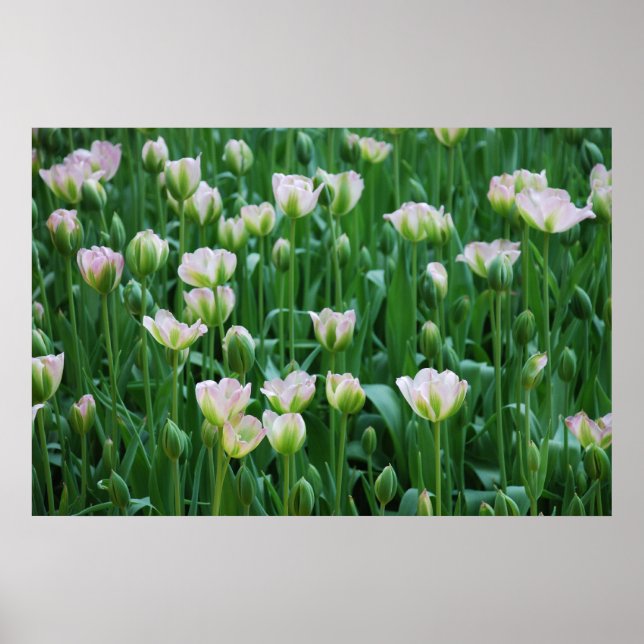 Affiche Fleurs en fleurs (Devant)