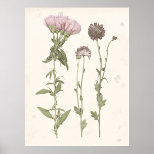 Affiche Fleurs en rose
