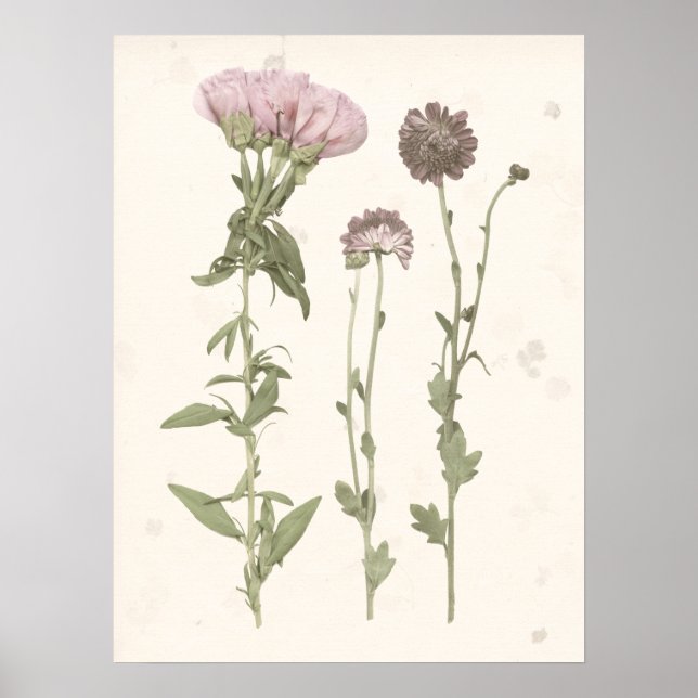 Affiche Fleurs en rose (Devant)