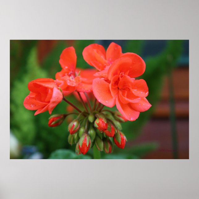 Affiche Fleurs et bourgeons (Devant)