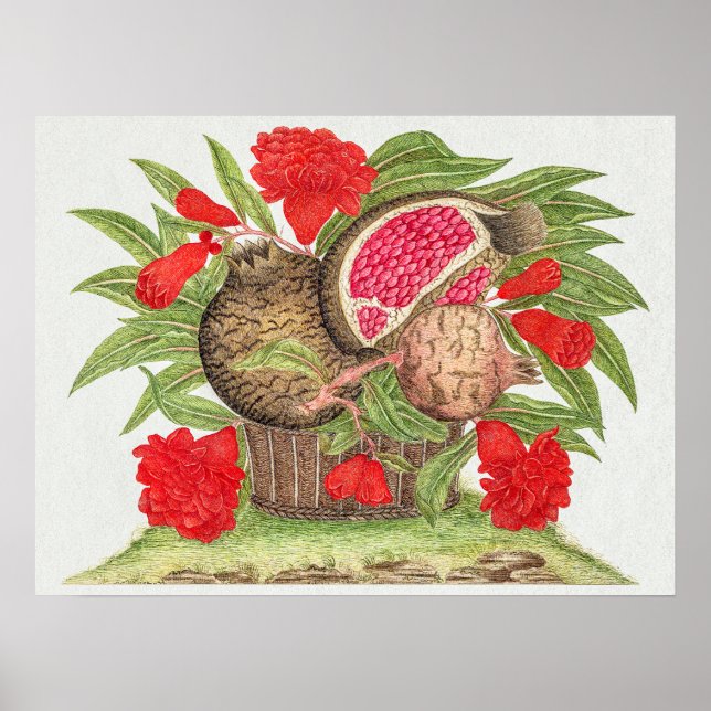 Affiche Fleurs et fruits de grenade vintages (Devant)