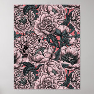 Affiche Fleurs et moisissures de pivoines roses
