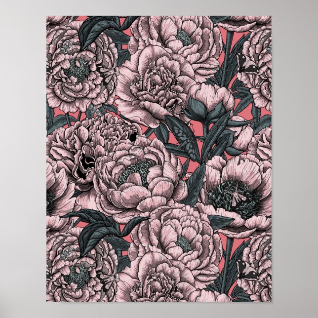Affiche Fleurs et moisissures de pivoines roses (Devant)
