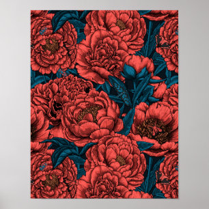 Affiche Fleurs et moisissures de pivoines rouges