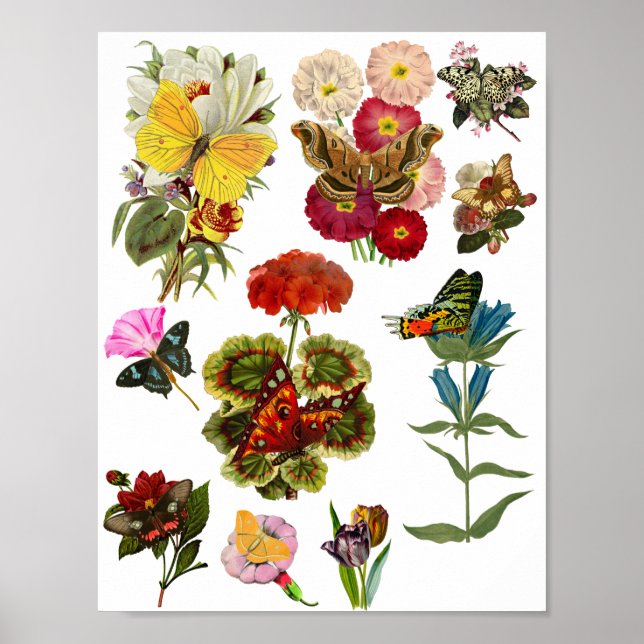 Affiche Fleurs et papillons insectes insectes nature plant (Devant)