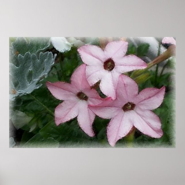 Affiche Fleurs étoile Nicotanie (Devant)