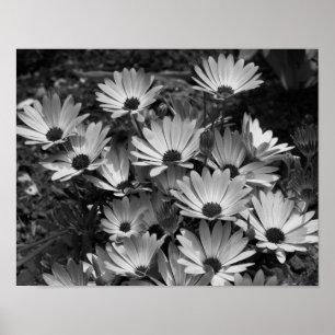 Affiche Fleurs Faisées Africaines En Noir Et Blanc