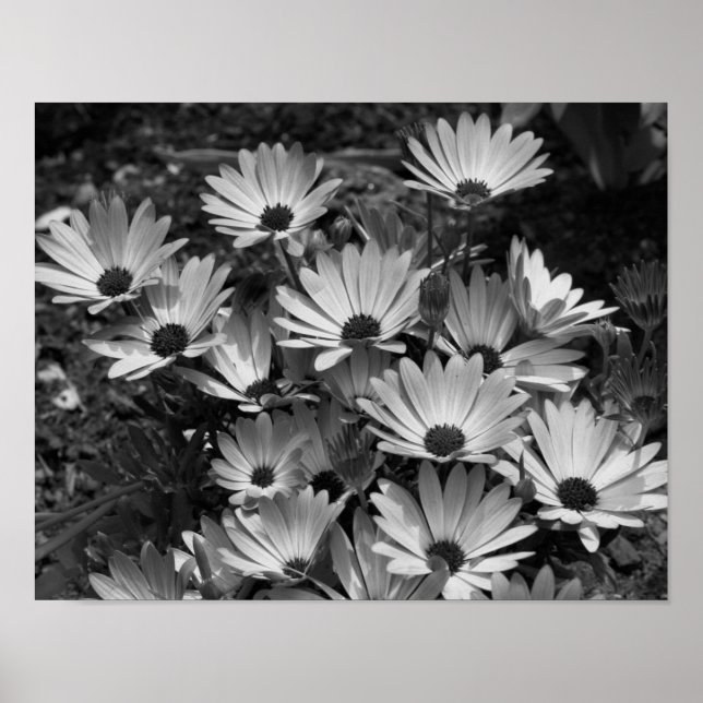 Affiche Fleurs Faisées Africaines En Noir Et Blanc (Devant)