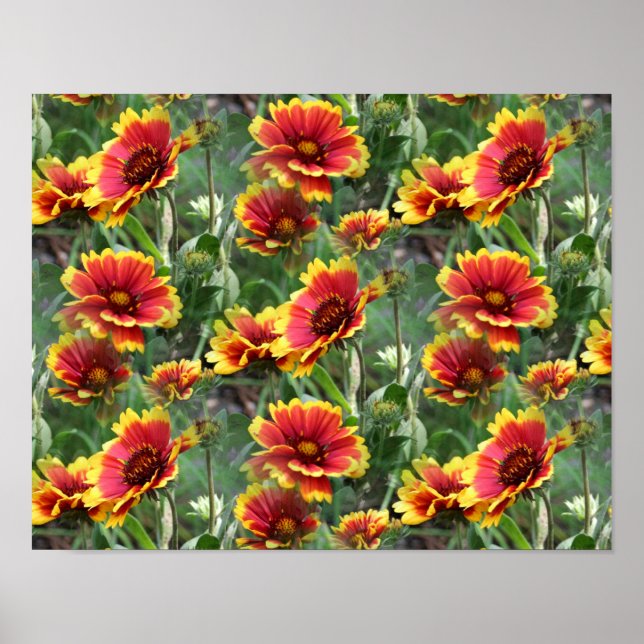 Affiche Fleurs Faisées Rouges Et Jaunes (Devant)