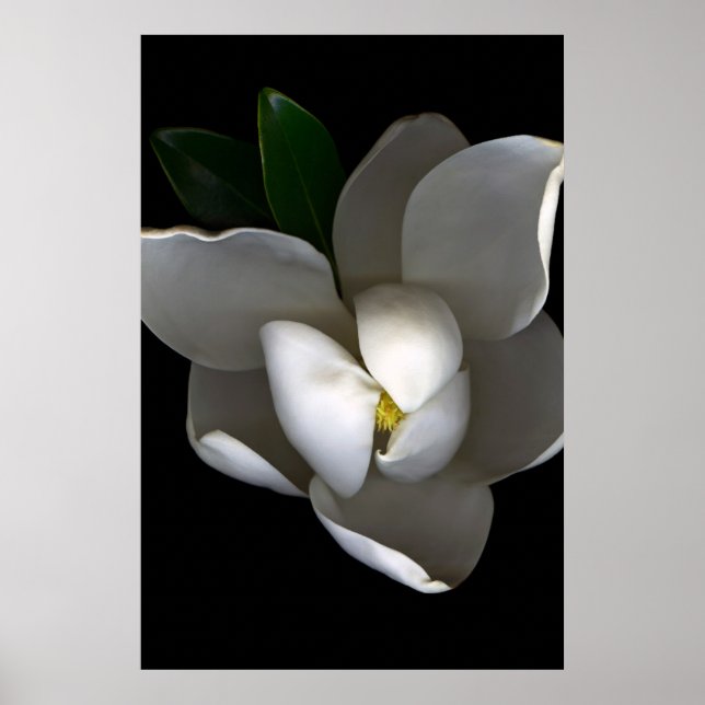 Affiche Fleurs | Fleur de Magnolia blanc unique (Devant)