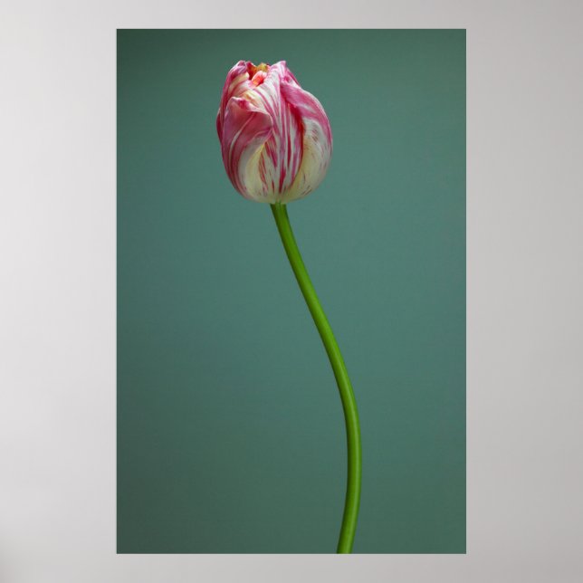 Affiche Fleurs | Fleur de tulipe unique (Devant)