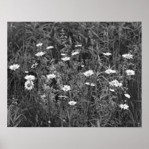 Affiche Fleurs Fleurs Fleurs Noir Blanc Imprimer