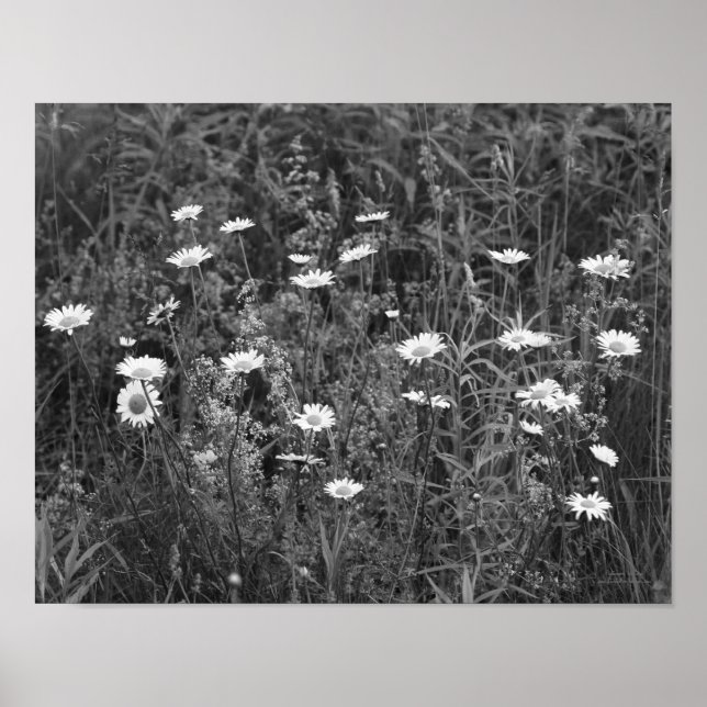 Affiche Fleurs Fleurs Fleurs Noir Blanc Imprimer (Devant)