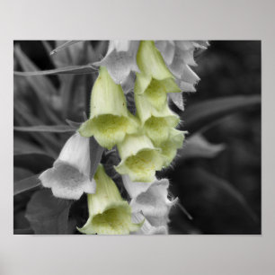 Affiche Fleurs Foxglove Couleur partielle