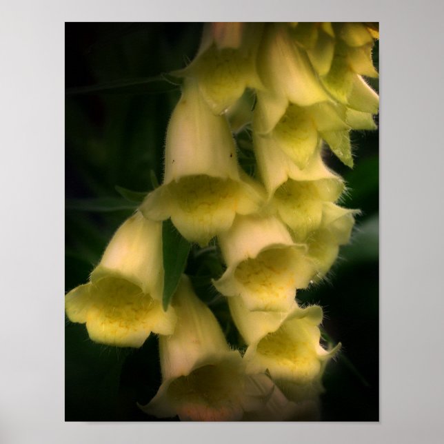 Affiche Fleurs Foxglove intenses (Devant)