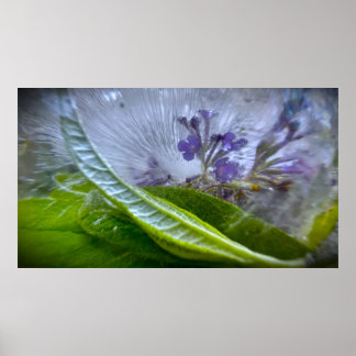 Affiche Fleurs Gelées