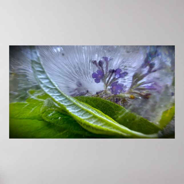 Affiche Fleurs Gelées (Devant)