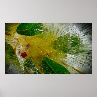 Affiche Fleurs Gelées