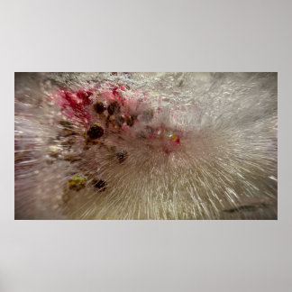 Affiche Fleurs Gelées, 