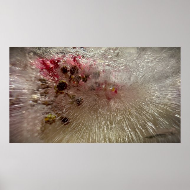 Affiche Fleurs Gelées,  (Devant)