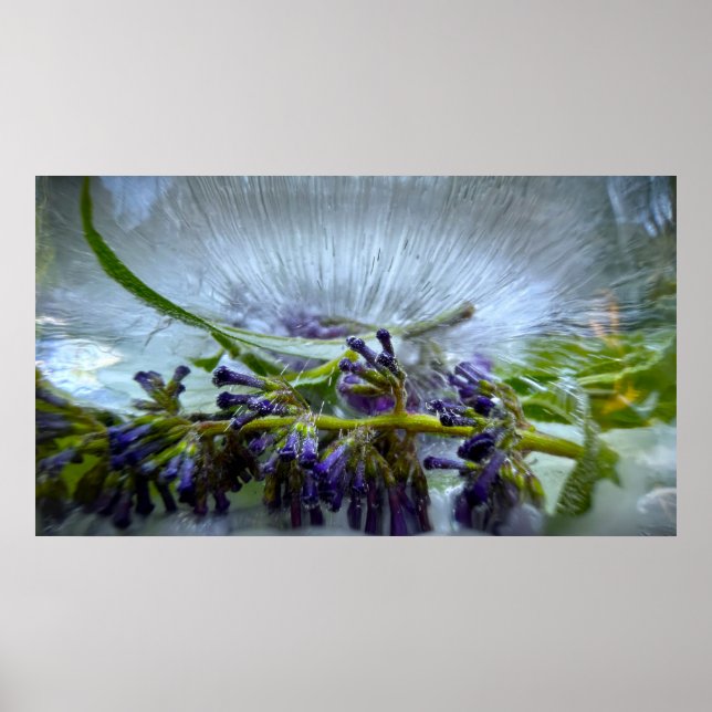 Affiche Fleurs Gelées (Devant)