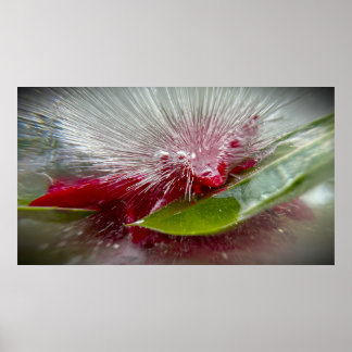 Affiche Fleurs Gelées