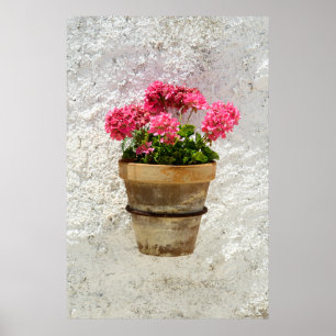 Affiche Fleurs   Géranium en fleur en pot