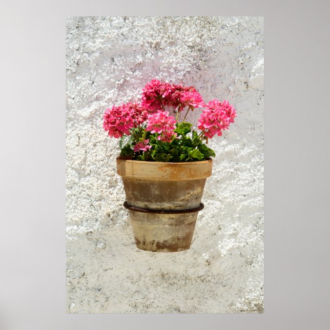 Affiche Fleurs | Géranium en fleur en pot (Devant)