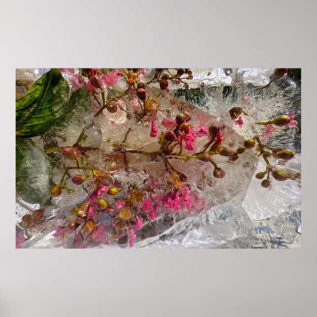Affiche Fleurs glacées, (Devant)