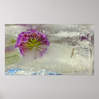 Affiche Fleurs glacées,