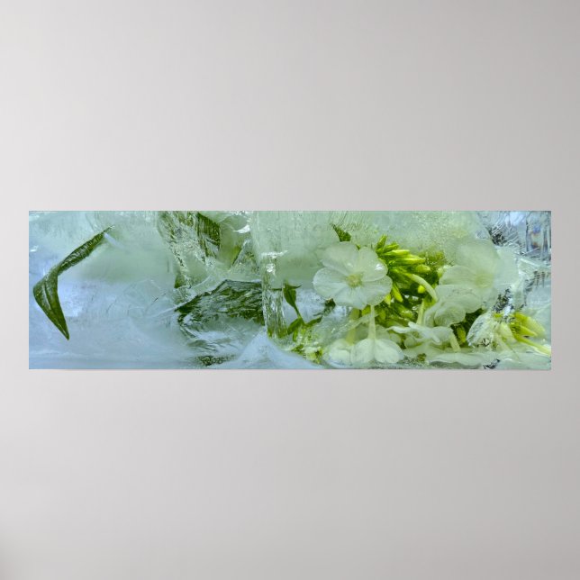 Affiche Fleurs glacées, (Devant)