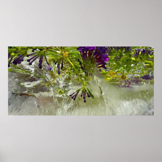 Affiche Fleurs glacées, (Devant)