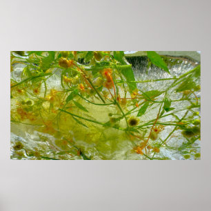 Affiche Fleurs glacées,
