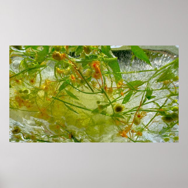 Affiche Fleurs glacées, (Devant)