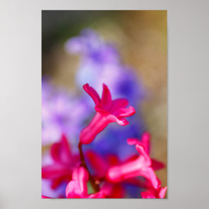Affiche Fleurs Hyacinth