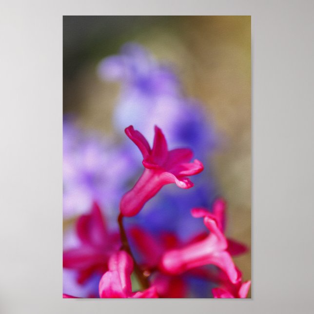 Affiche Fleurs Hyacinth (Devant)